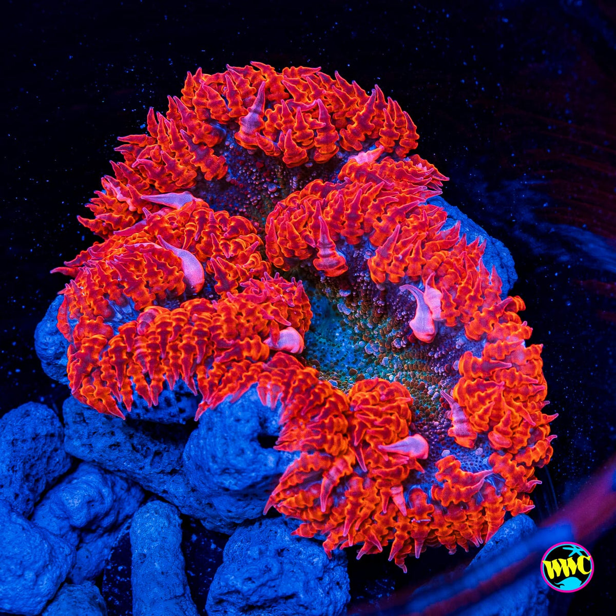 Ring of Fire Flower Anemone