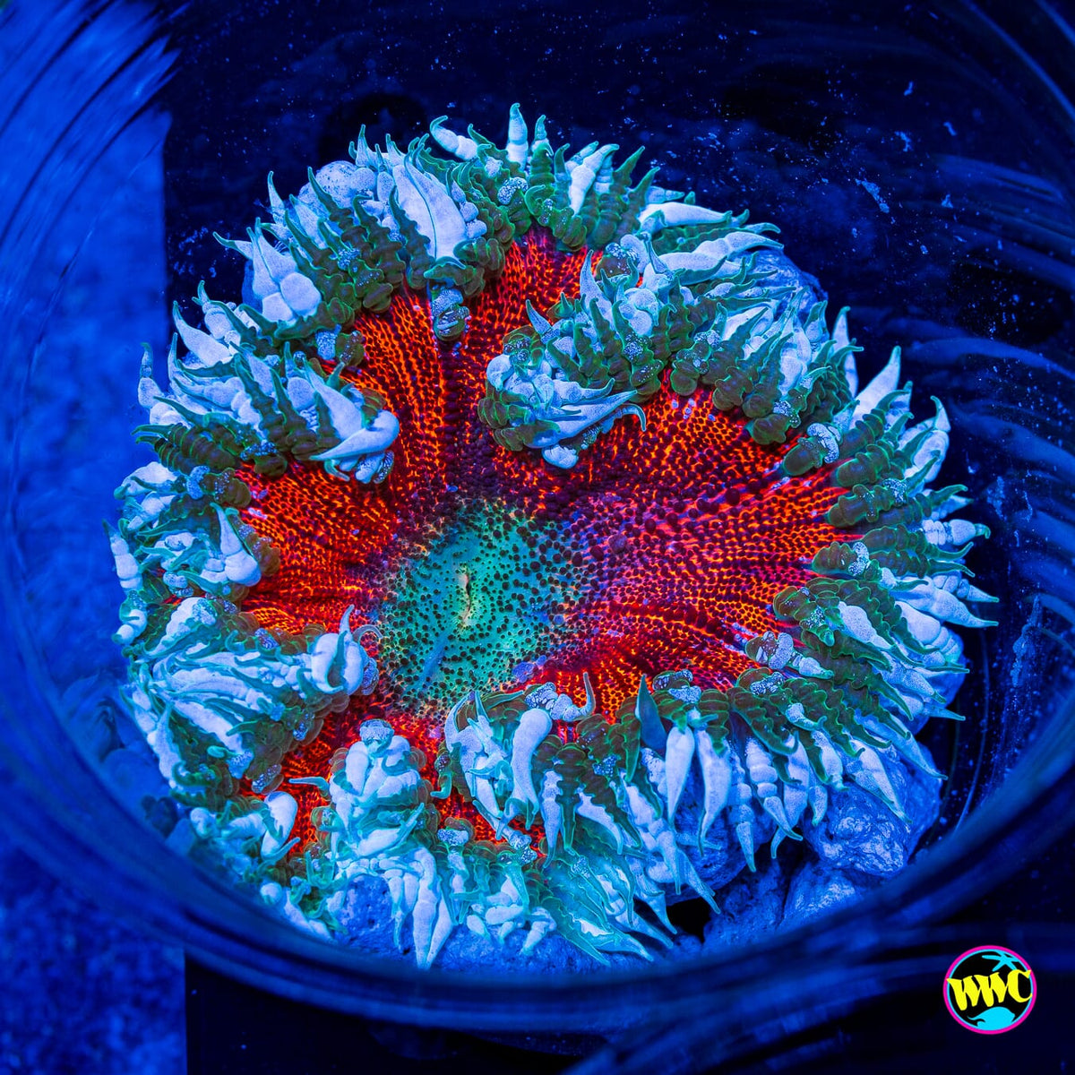 Frosted Flower Anemone