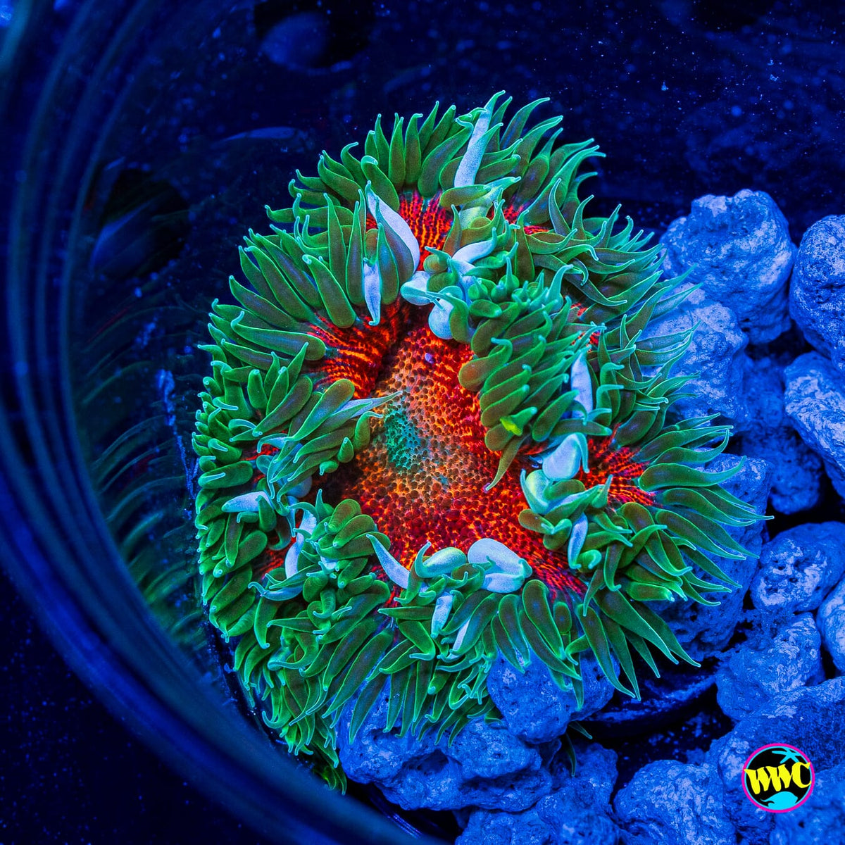Firey Forest Flower Anemone
