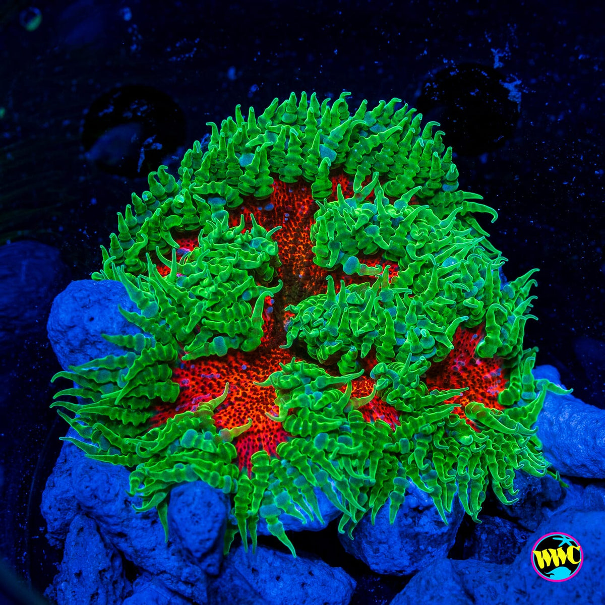 Emerald Blaze Flower Anemone