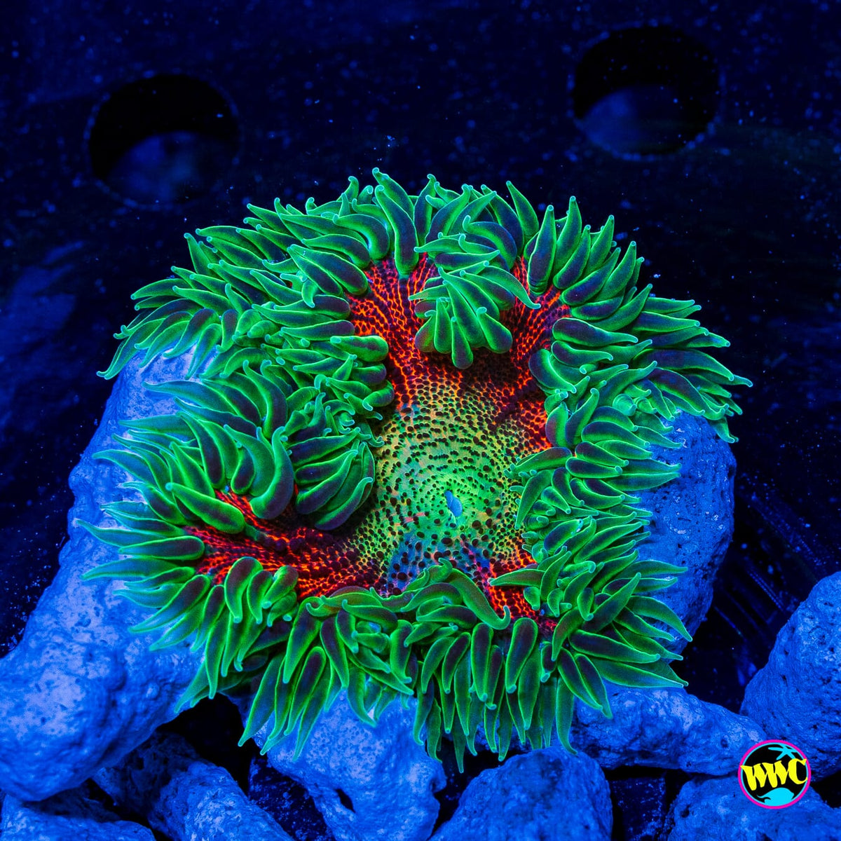 Jungle Temple Flower Anemone