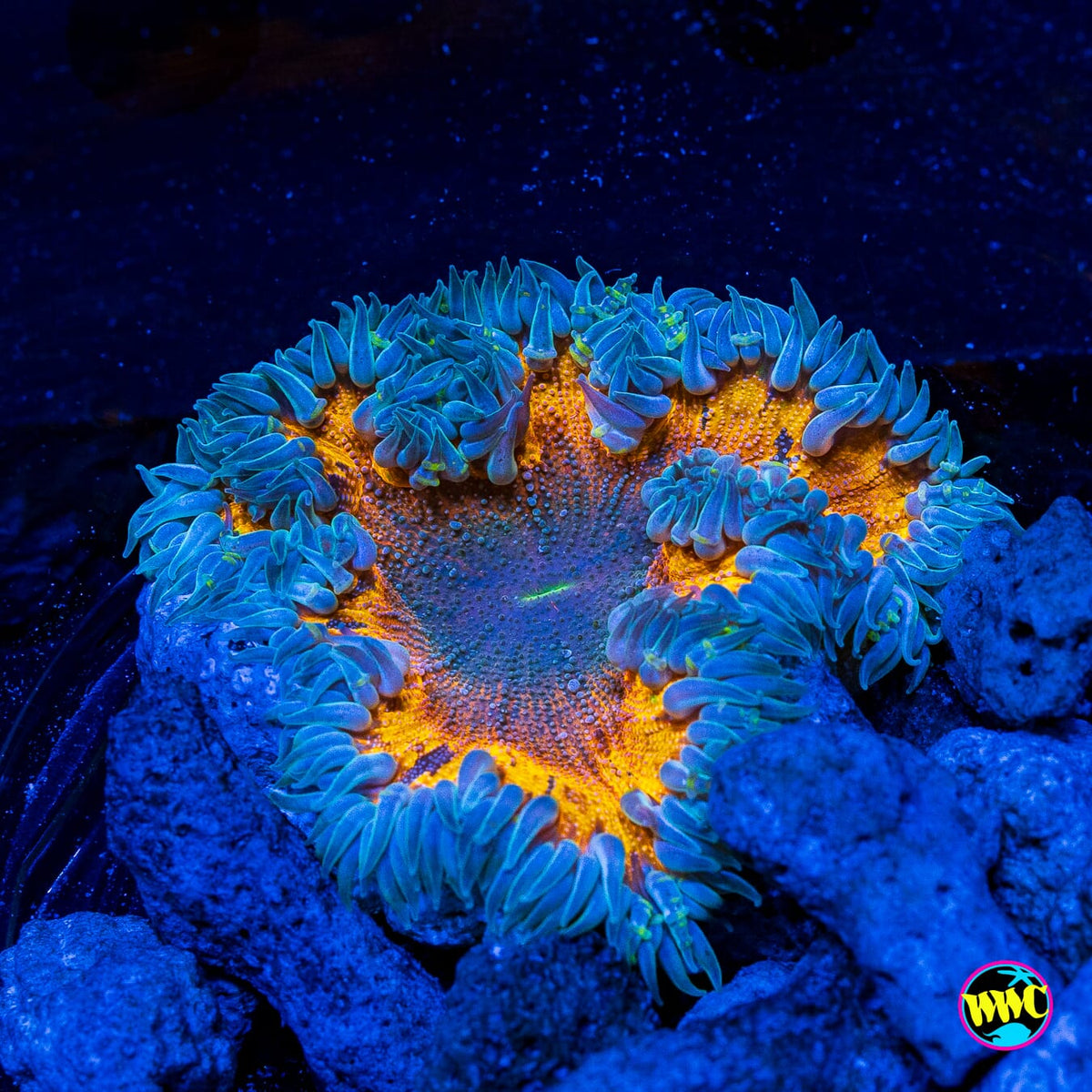 Event Horizon Flower Anemone