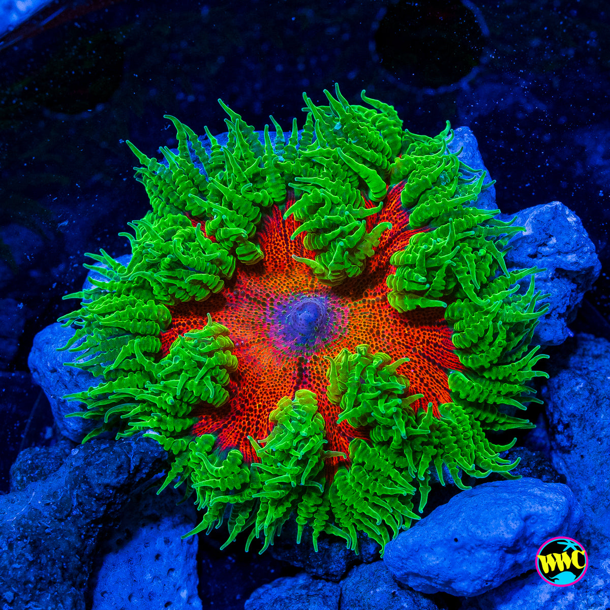 Toxic Tangelo Flower Anemone