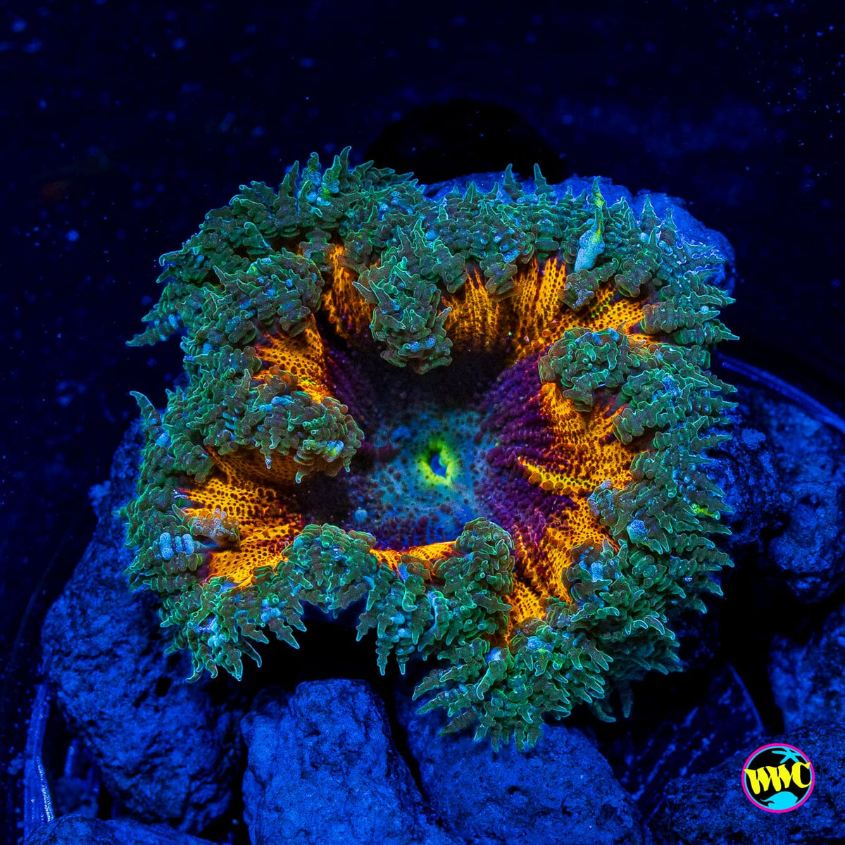 Blazing Plum Flower Anemone