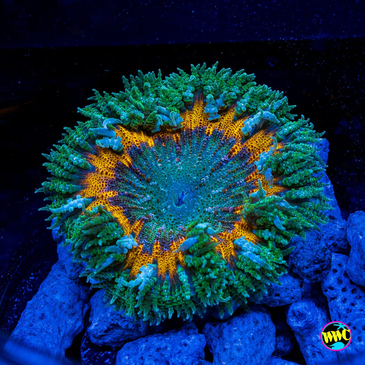 Lemon Lime Flower Anemone