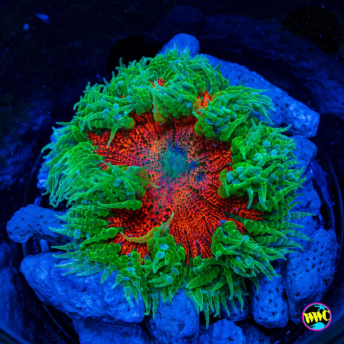 Forest Ring Flower Anemone