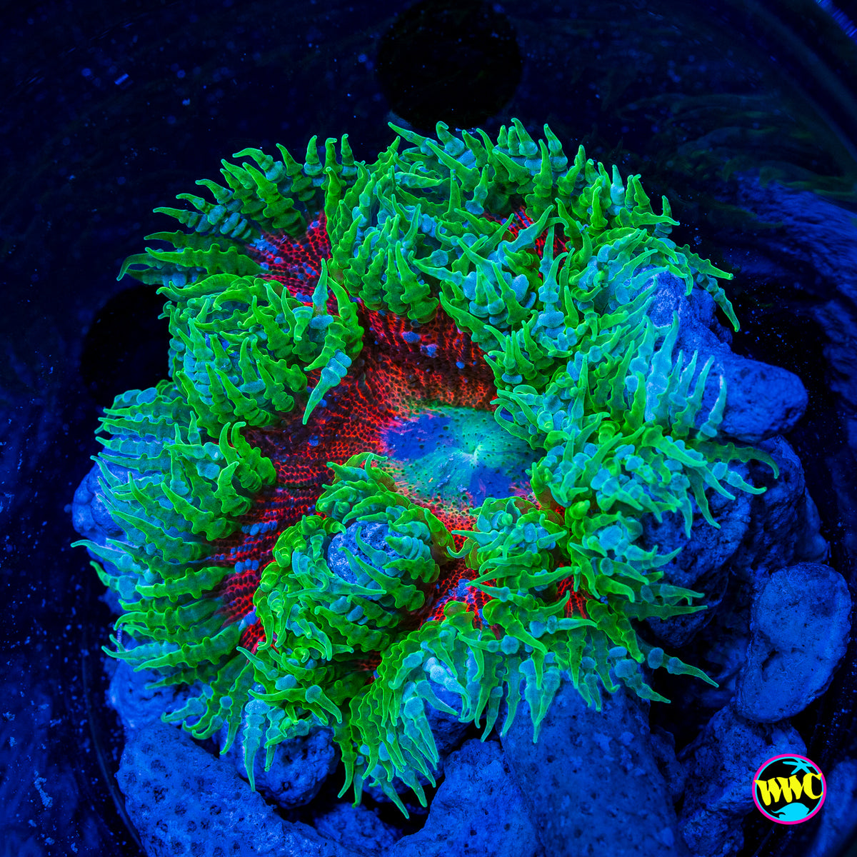 Jungle Berry Flower Anemone