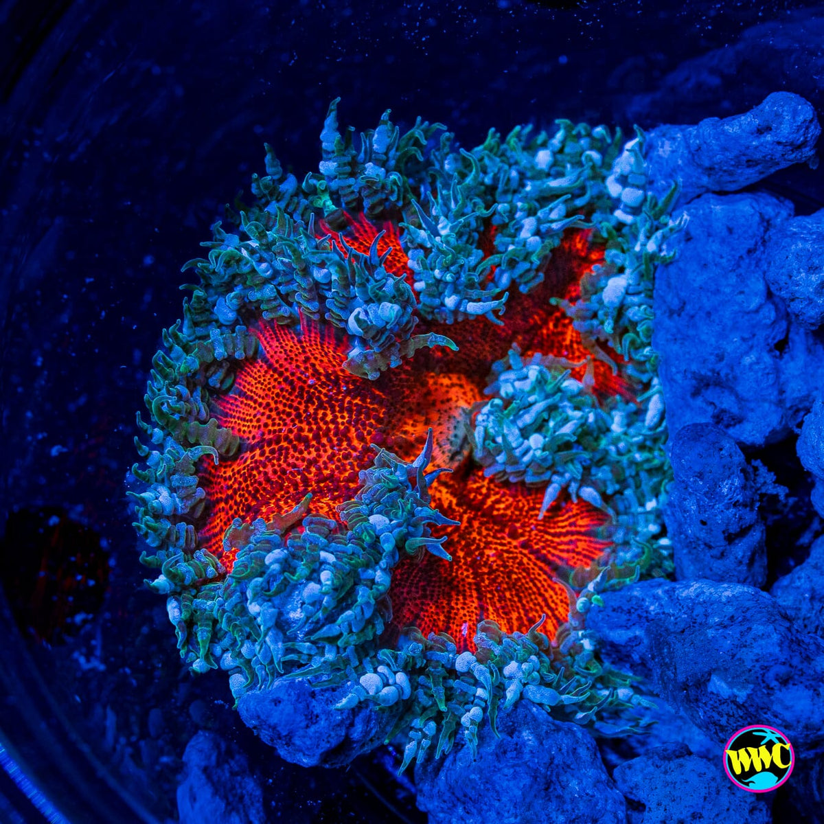 Blue Raspberry Flower Anemone