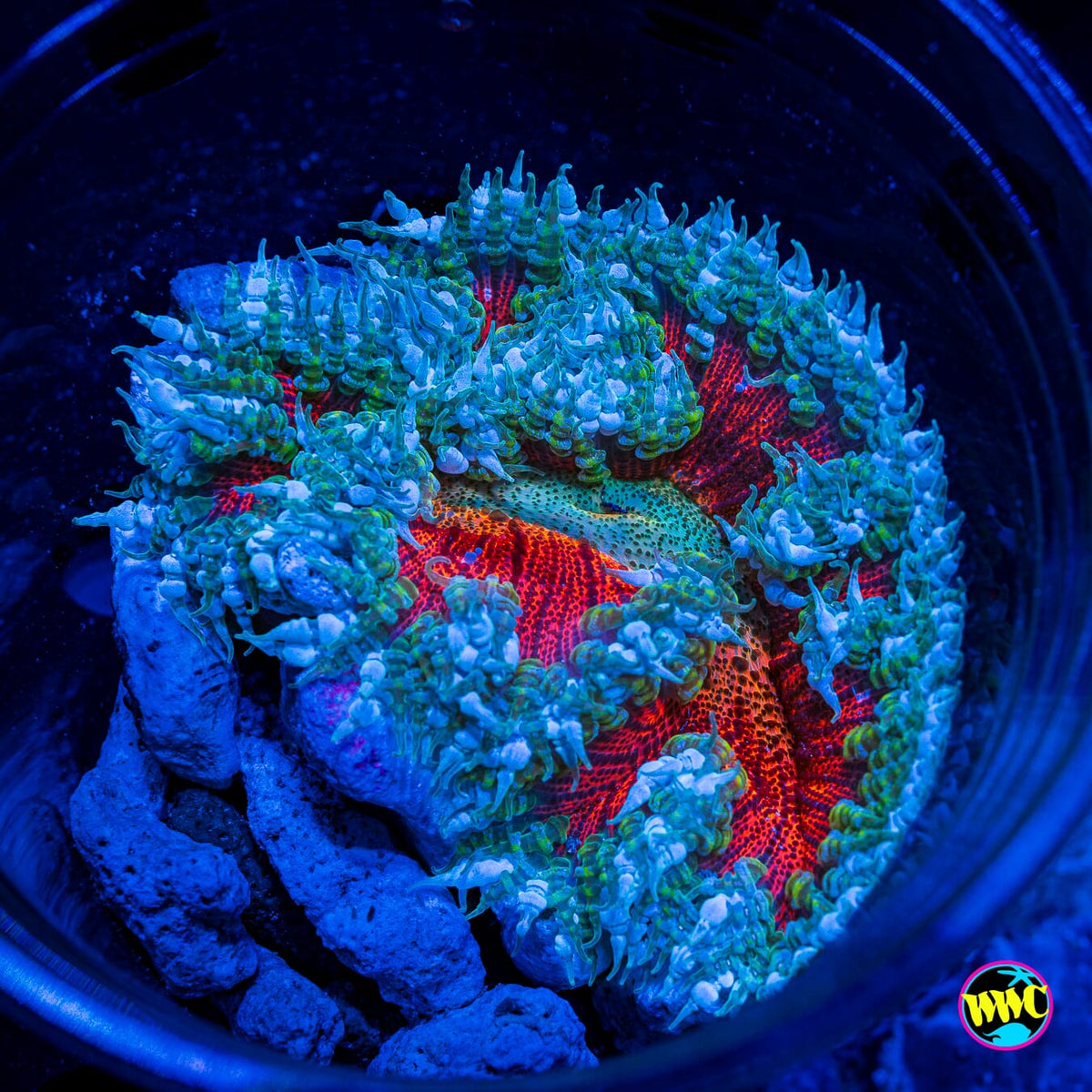 Frozen Berrry Flower Anemone