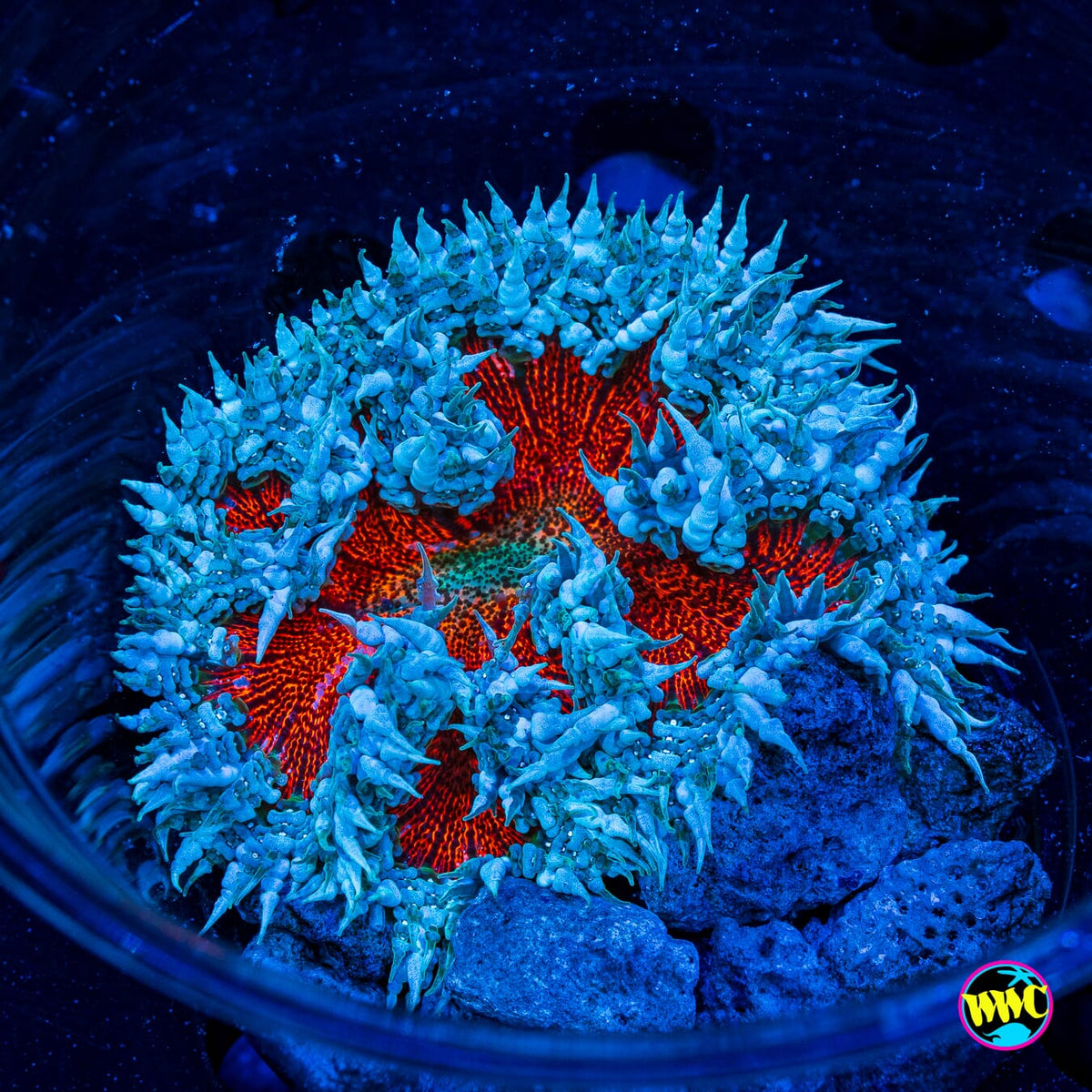 Icy Maul Flower Anemone