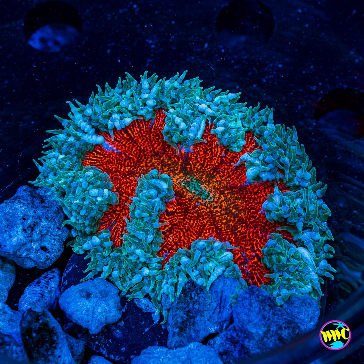 Frozen Rose Flower Anemone