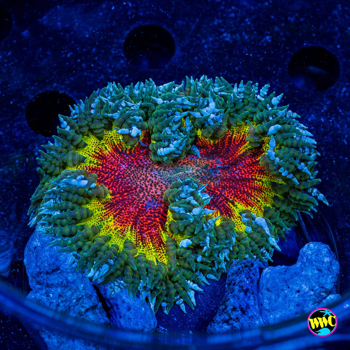 Rasta Explosion Flower Anemone