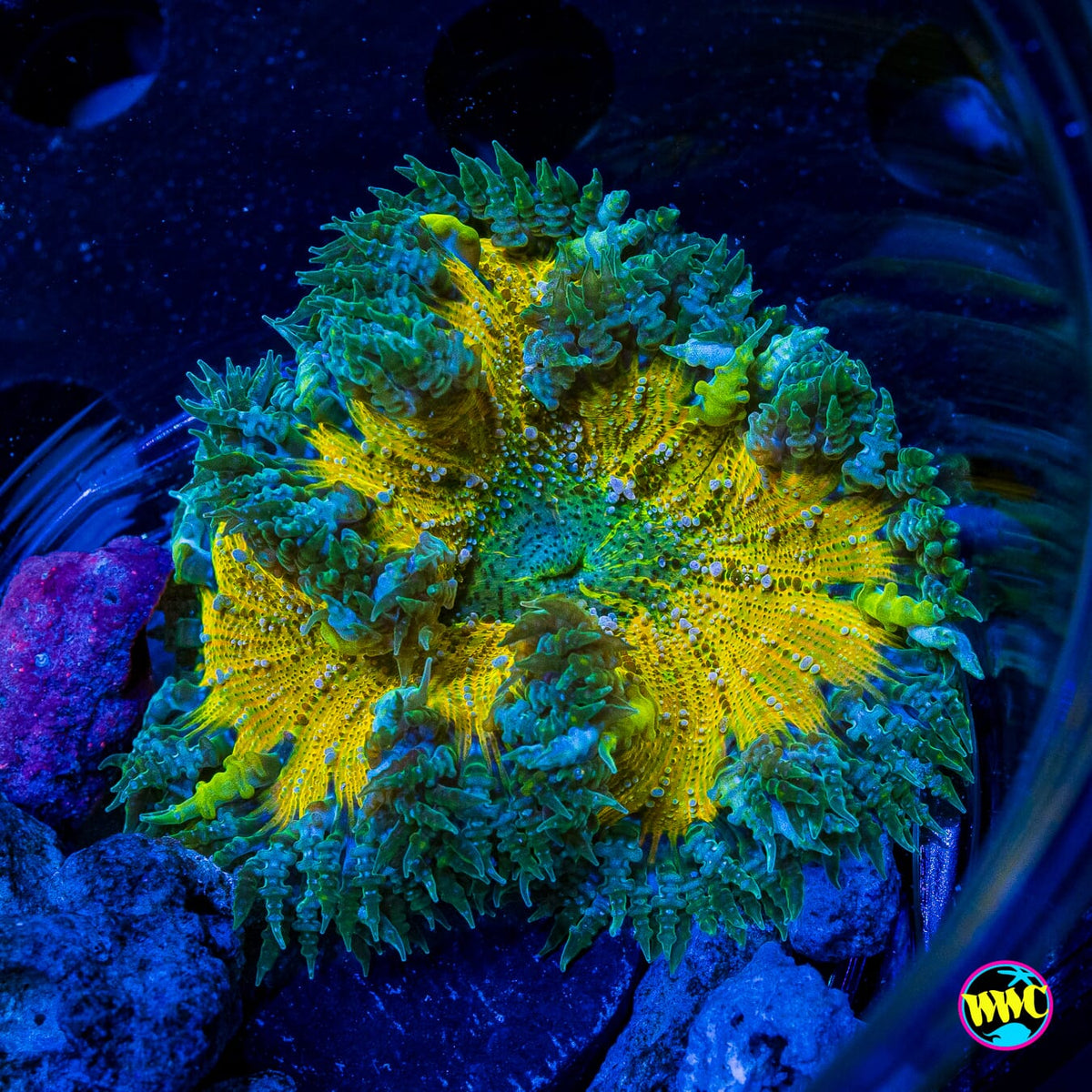Lemon Squeezey Flower Anemone