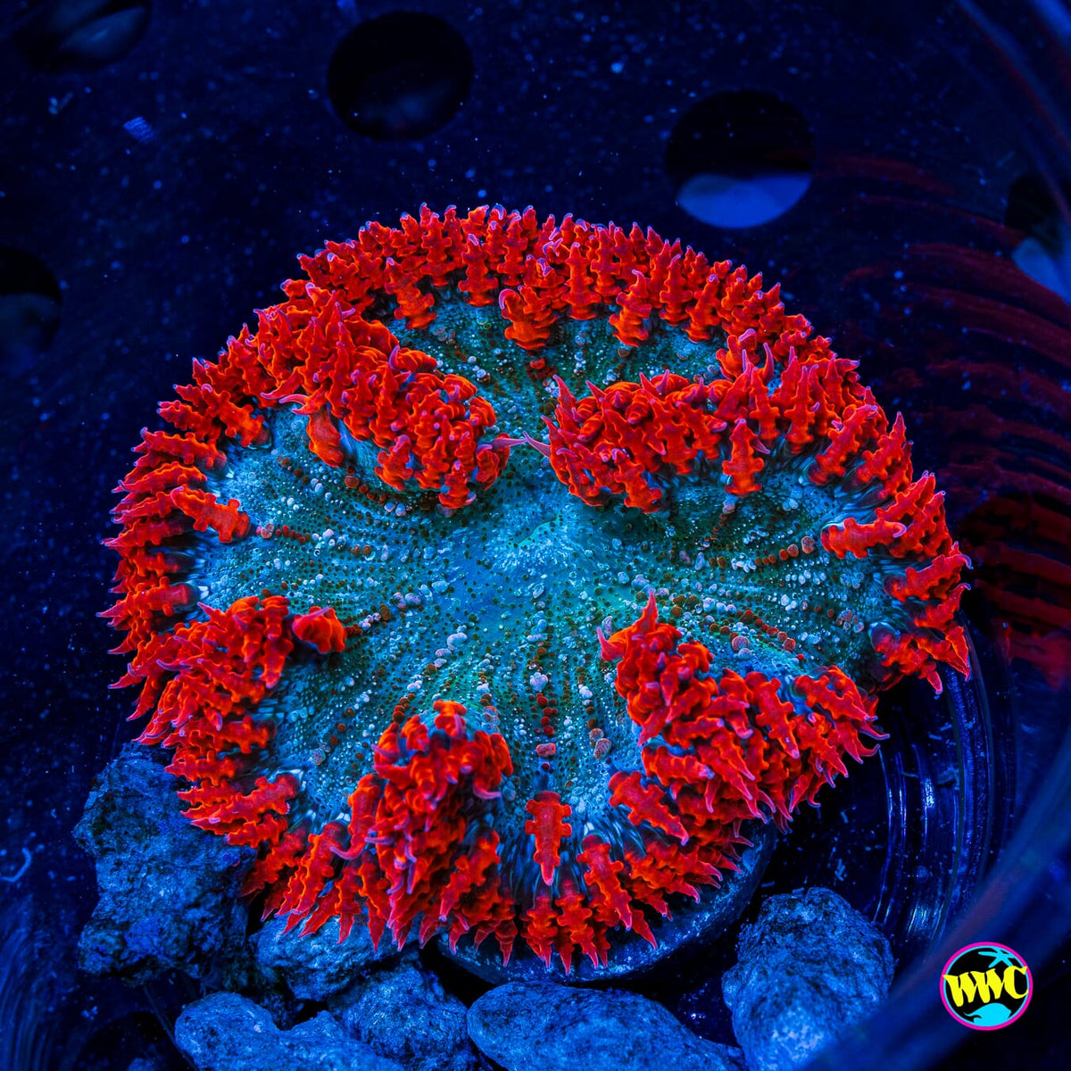 Fire and Ice Flower Anemone