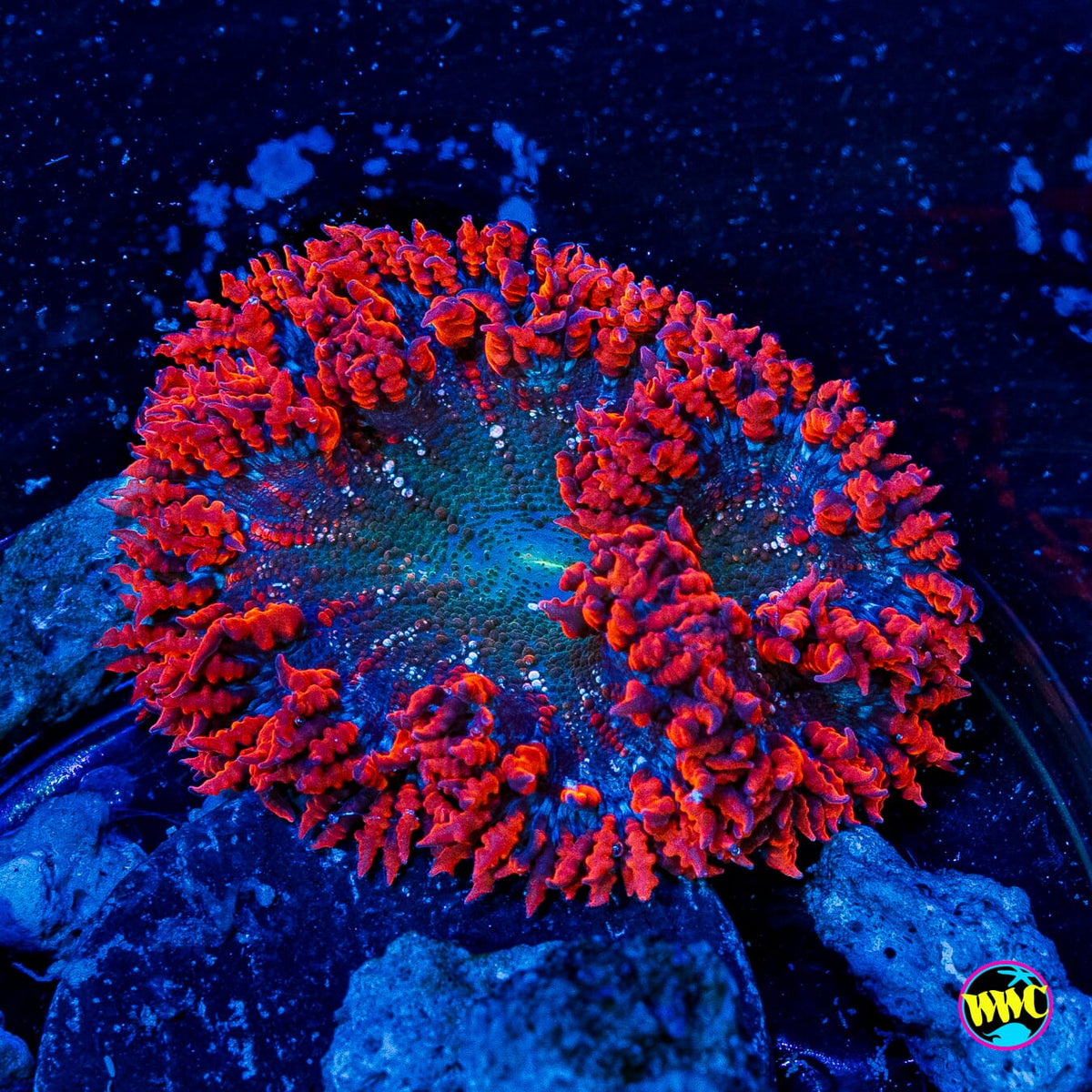 Raspberry Ring Flower Anemone
