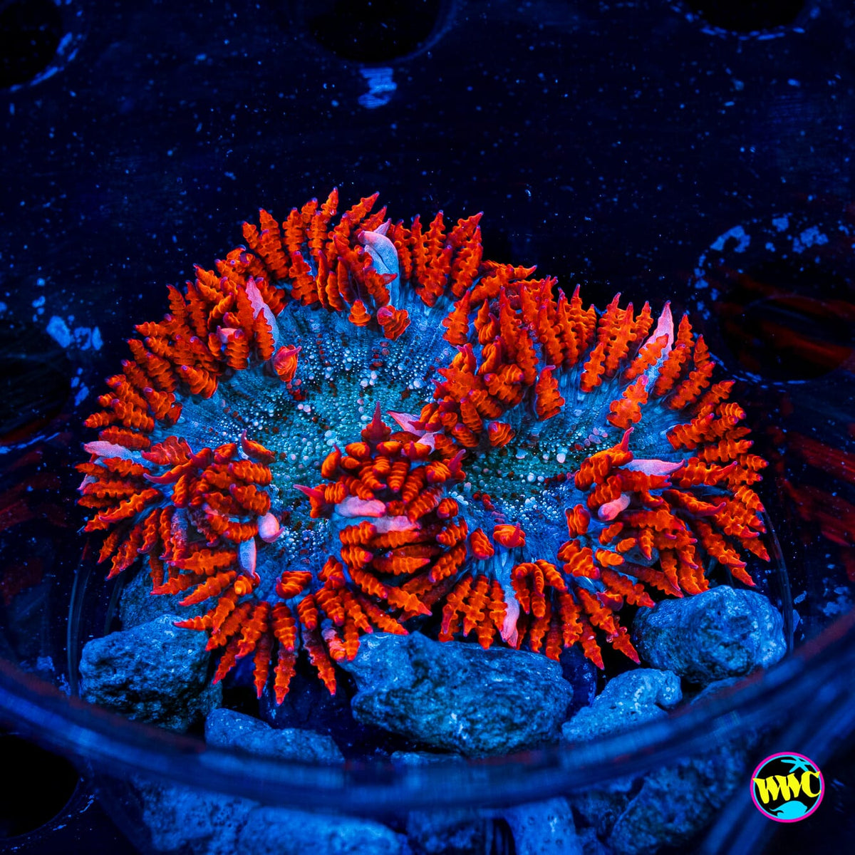 Peppermint Flower Anemone