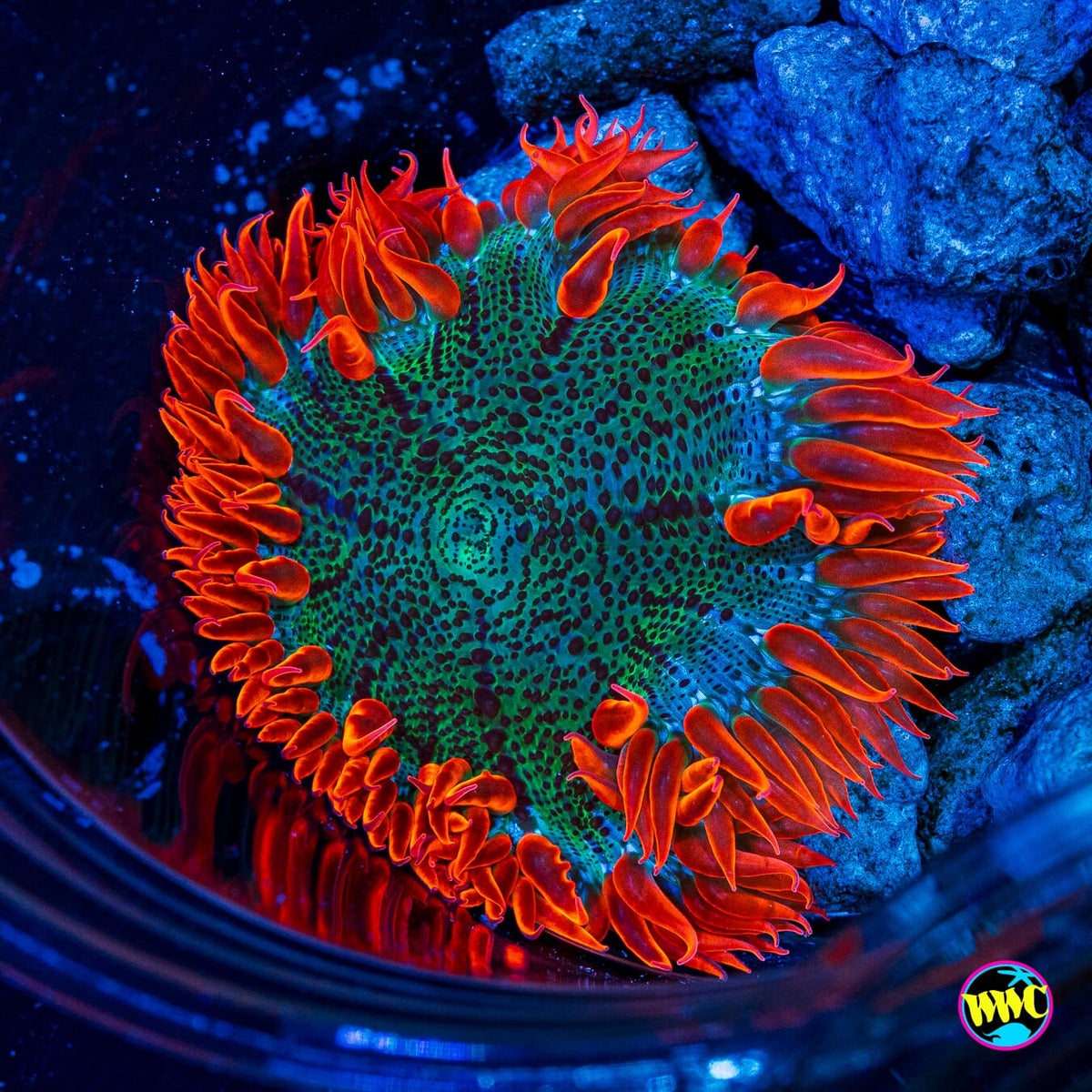 Firebreather Flower Anemone