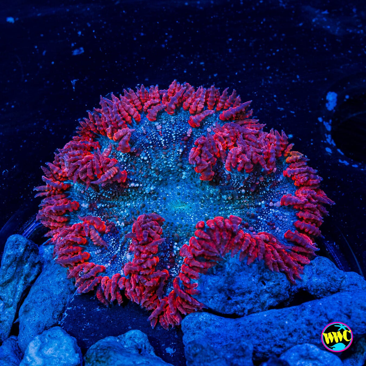 Millhopper Flower Anemone