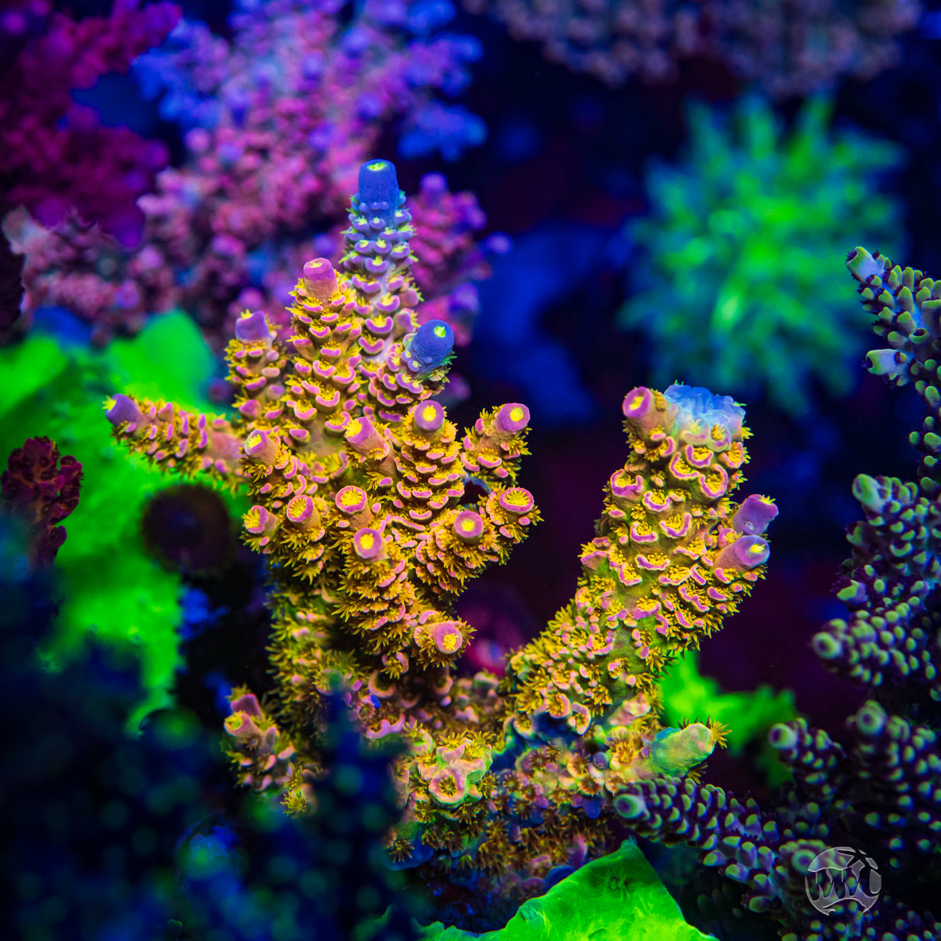 WD Tenuis Acropora