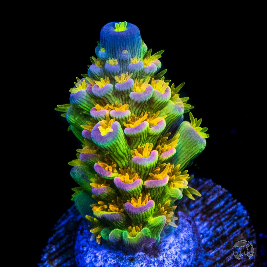 WD Tenuis Acropora