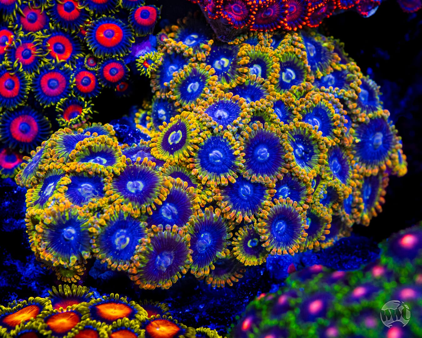 Yodaz Zoanthids - Mother Colony Photo