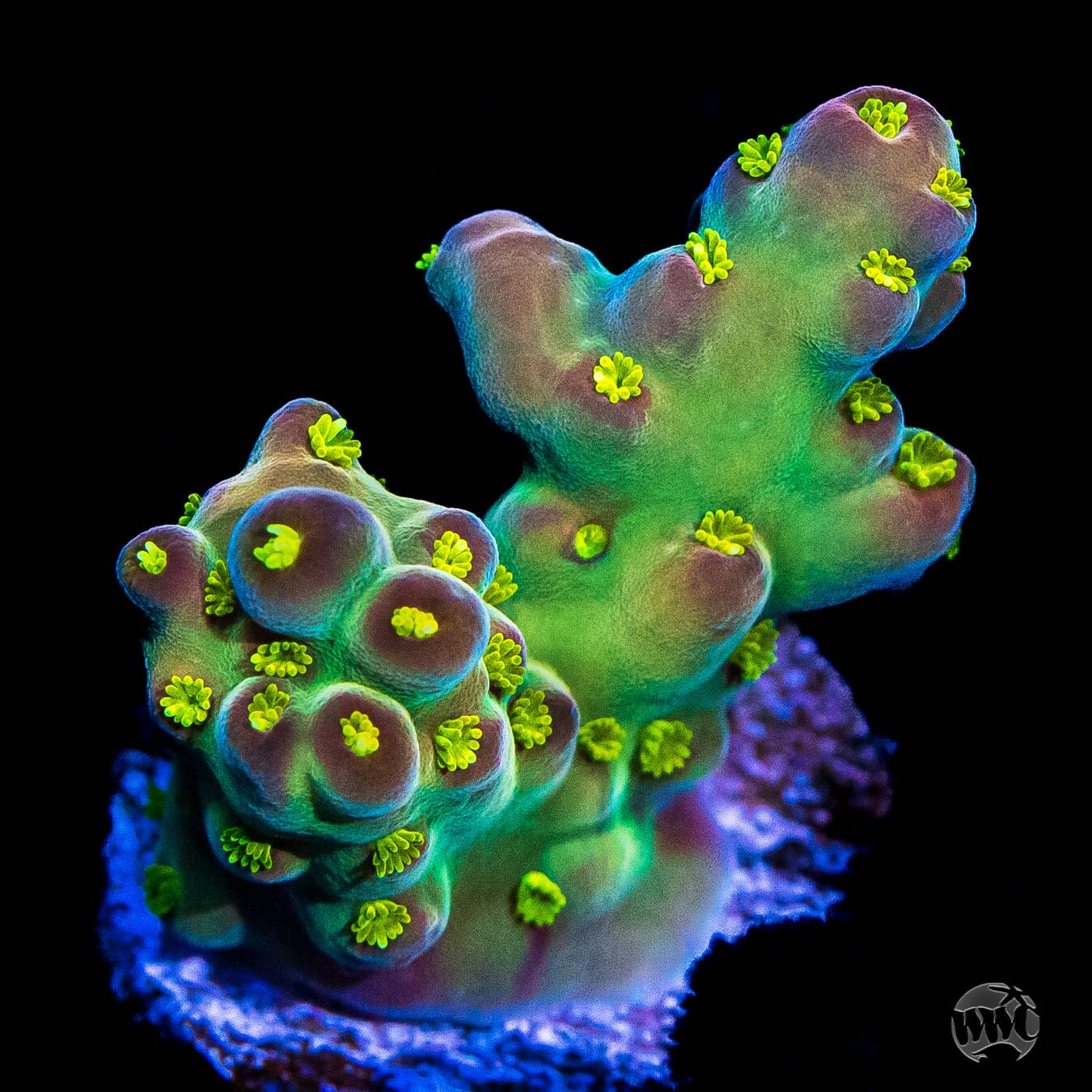 WWC Aurora Acropora