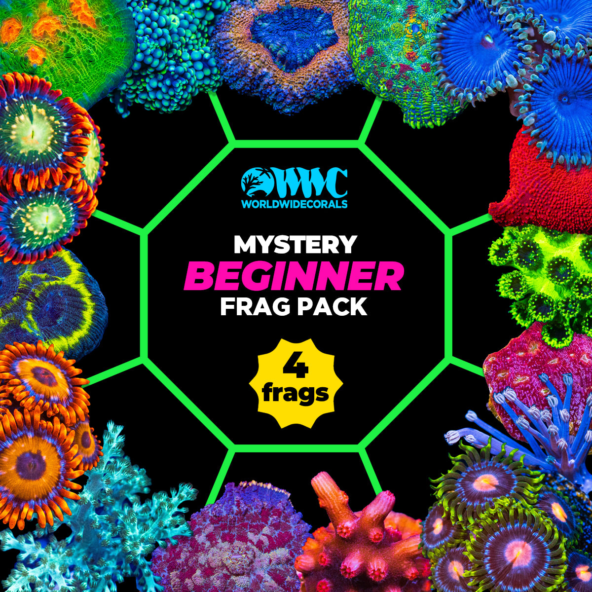 Mystery 4 Pack Beginner Corals