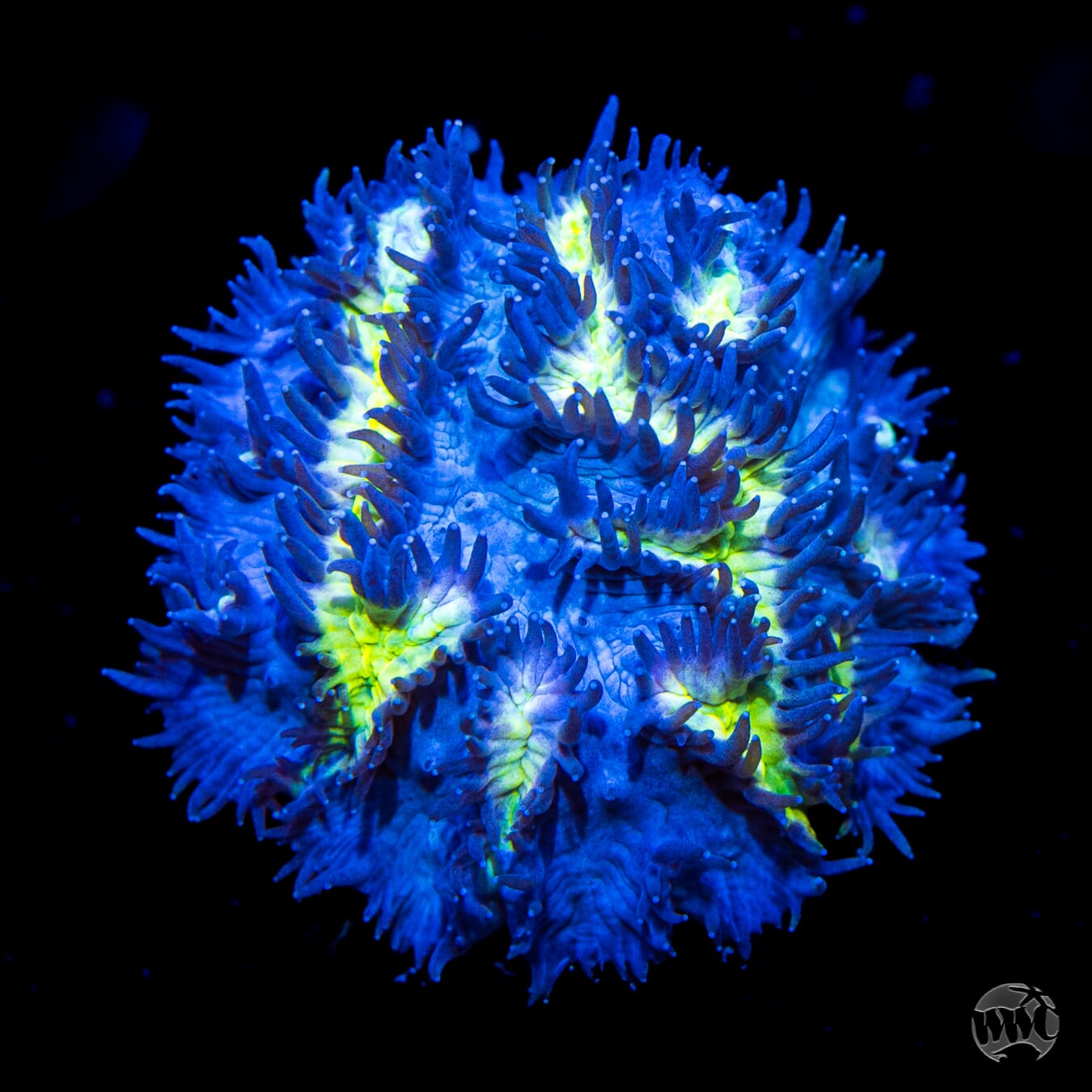 Jason Fox Blueberry Blast Hydnophora Coral