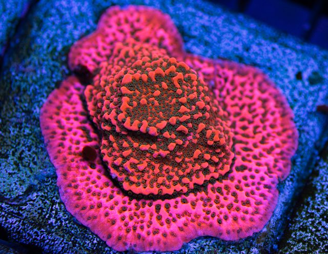WWC Cherry Tree Montipora - Mother Colony Photo
