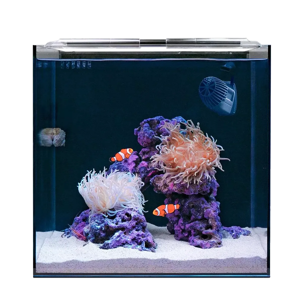 Hello Reef Clownfish & Anemone Aquarium Kit