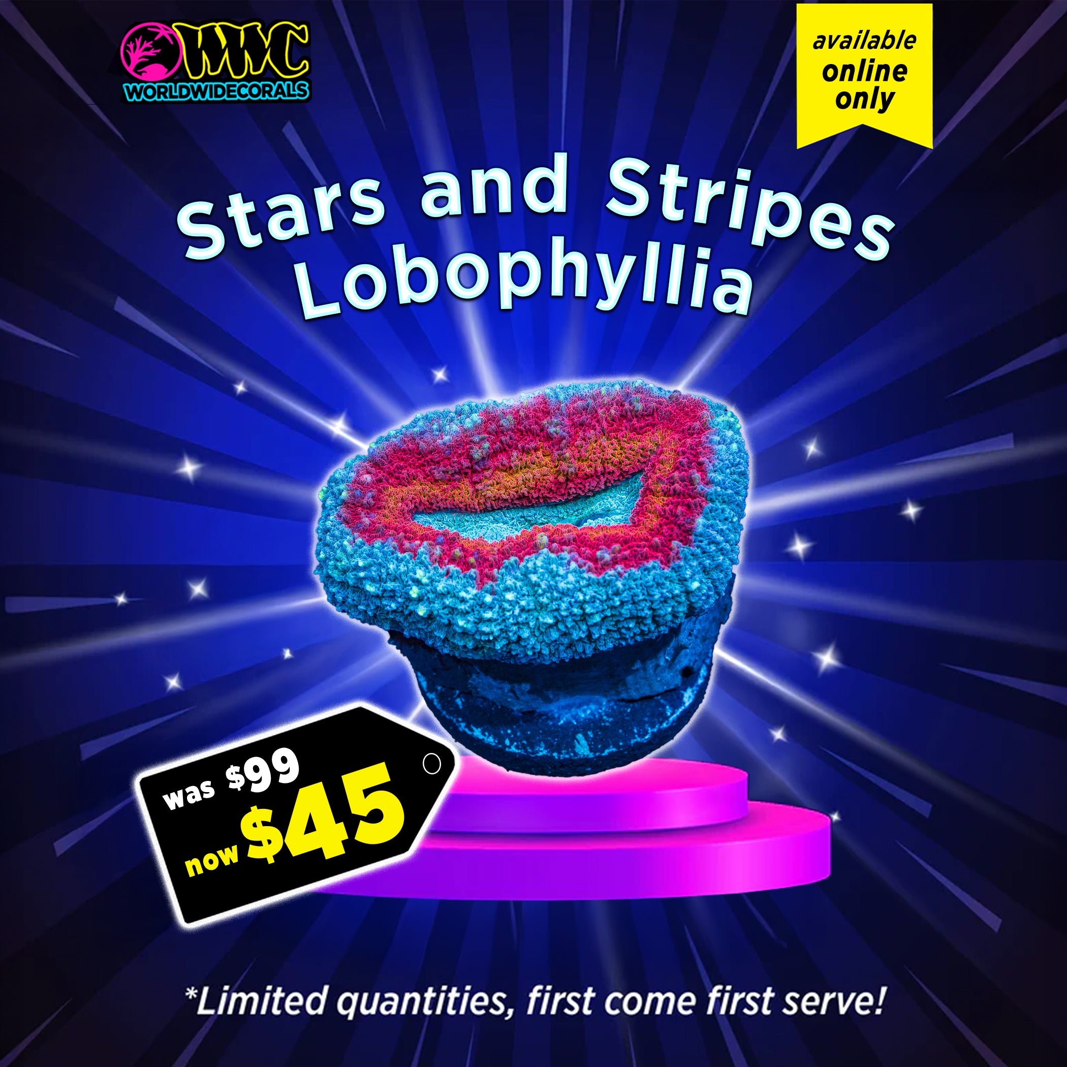 WWC Feature Friday - Stars and Stripes Lobophyllia