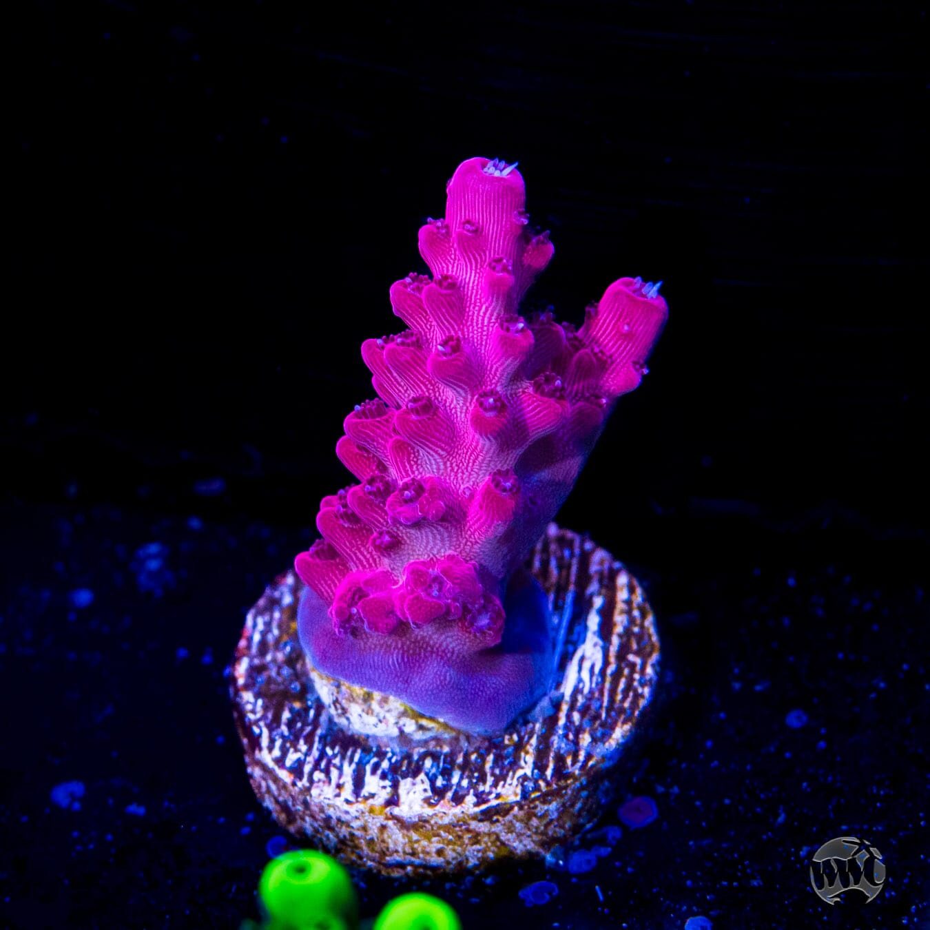 Frag Farmer Red Robin Acropora