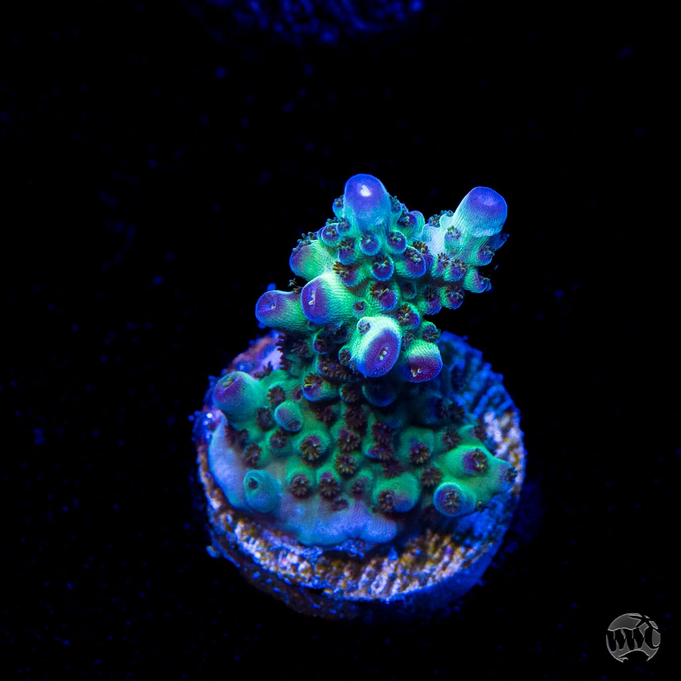 Jason Fox Sour Twist Acropora
