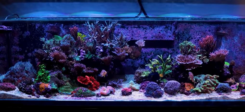 Kessil AP9X LED Aquarium Light