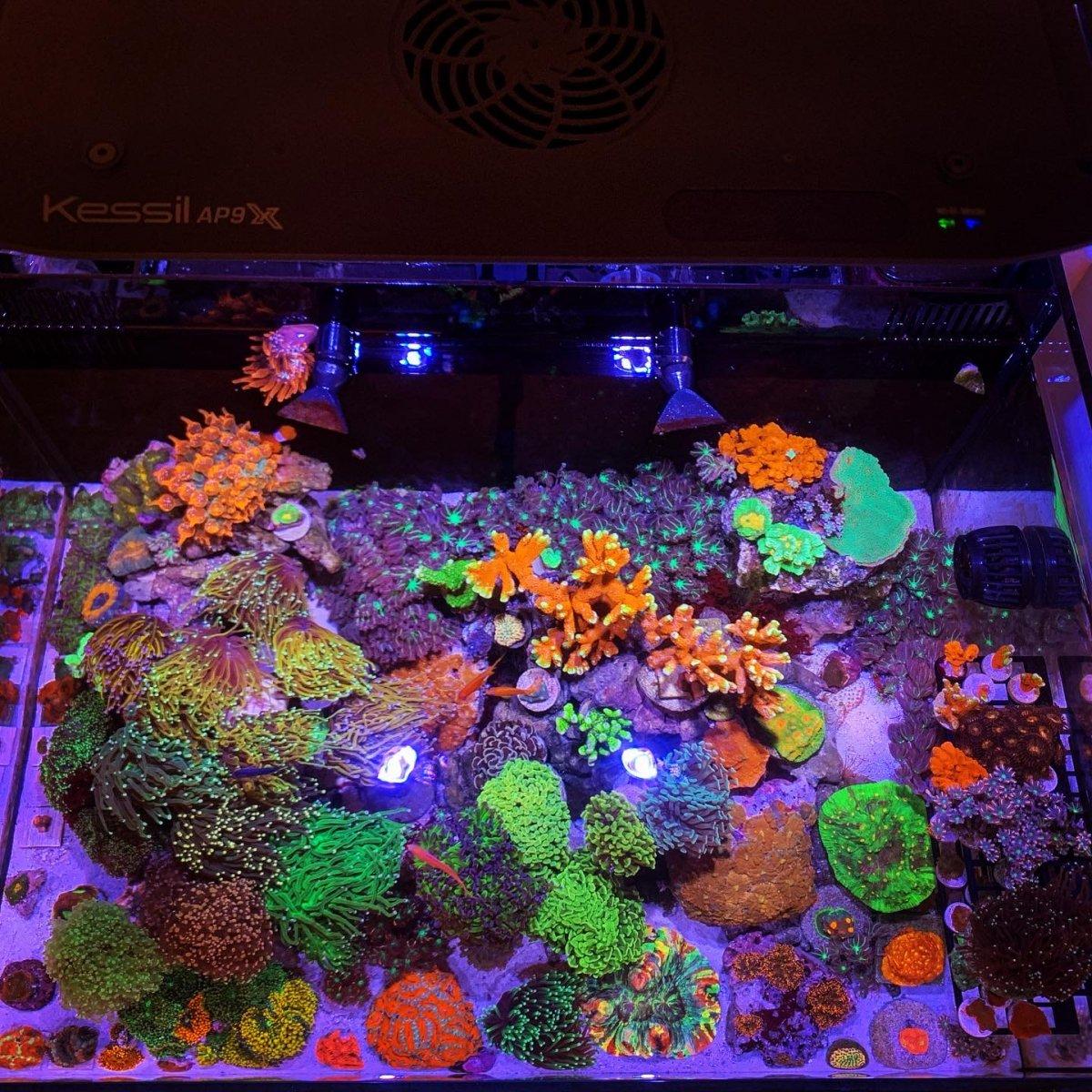 Kessil AP9X LED Aquarium Light