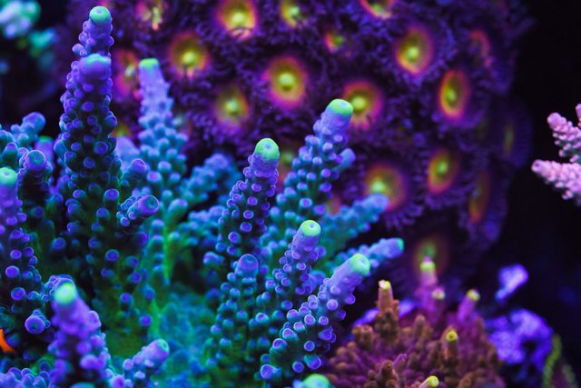 WWC Yellow Tips Austera Acropora - Mother Colony Photo