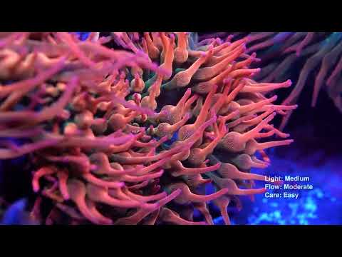 WWC Rainbow Bubble Anemone - Mother Colony