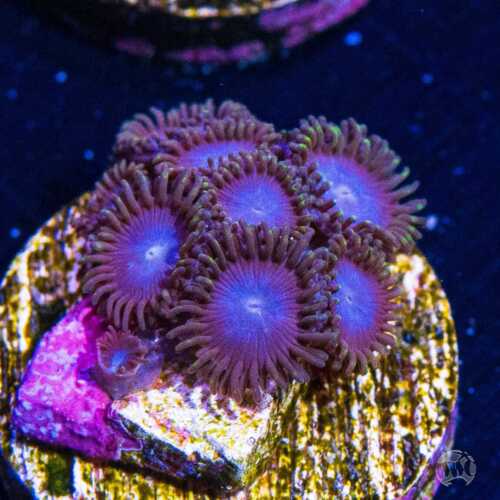 Tubbs Blues Zoanthids