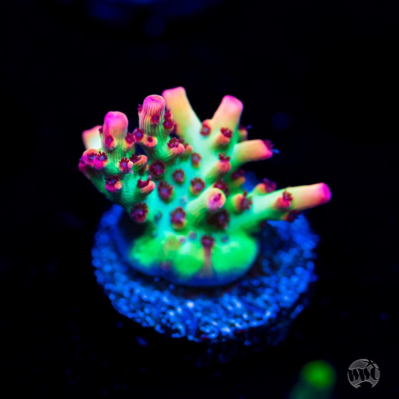 Strawberry Shortcake Acropora