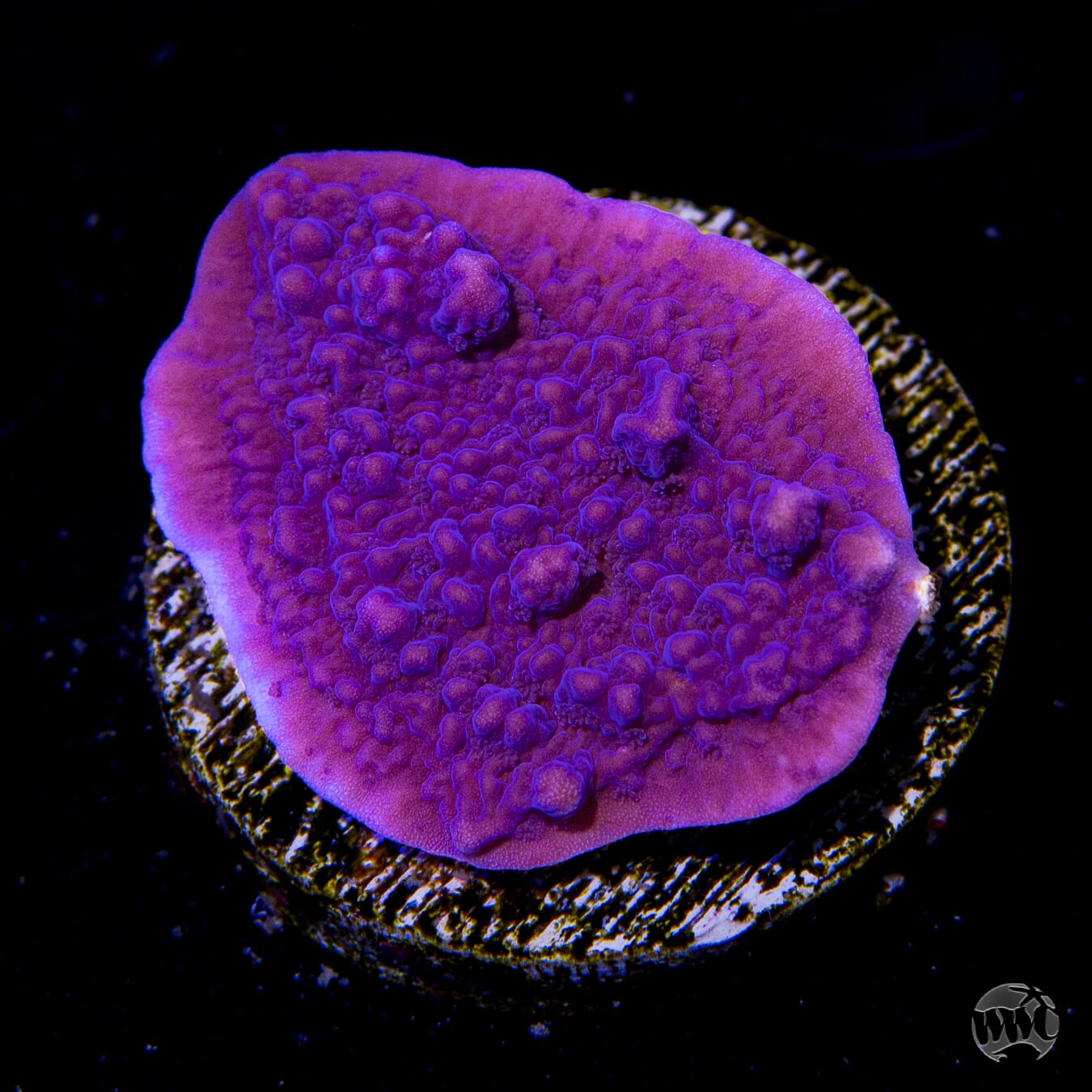 ⚠️ぽめらにあん⚠️KOROGI SP-557 R パープルマレット Vivid's Purple Cap Montipora | World Wide Corals