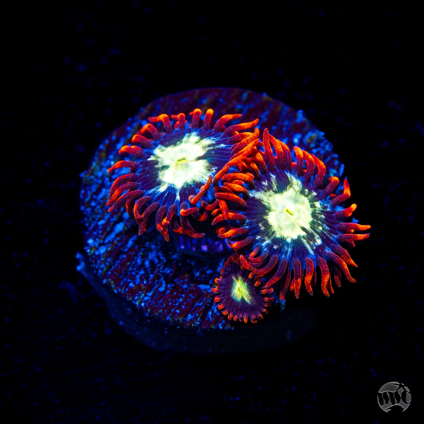WWC Alpha Omega Zoanthids