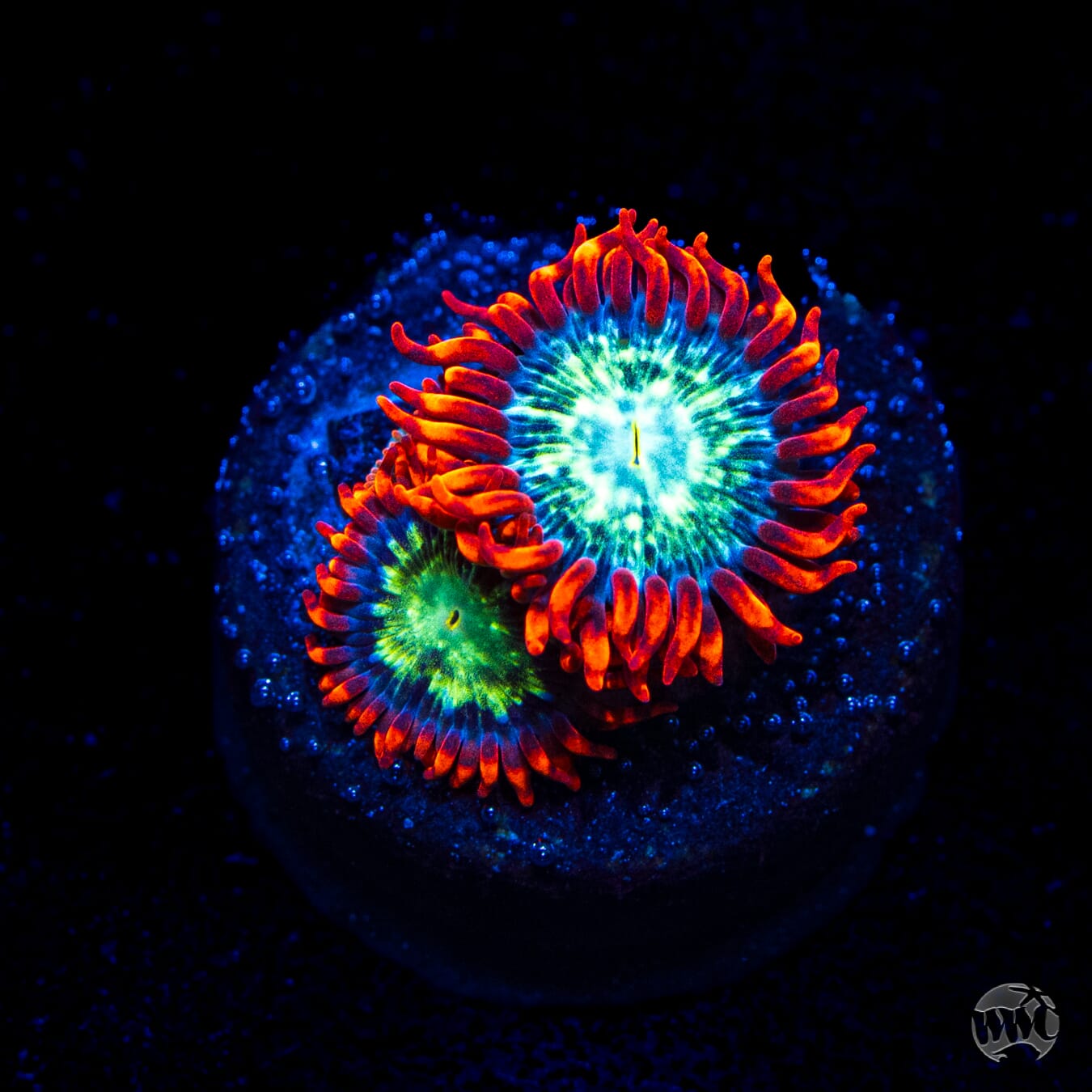 WWC Astral Shift Zoanthids