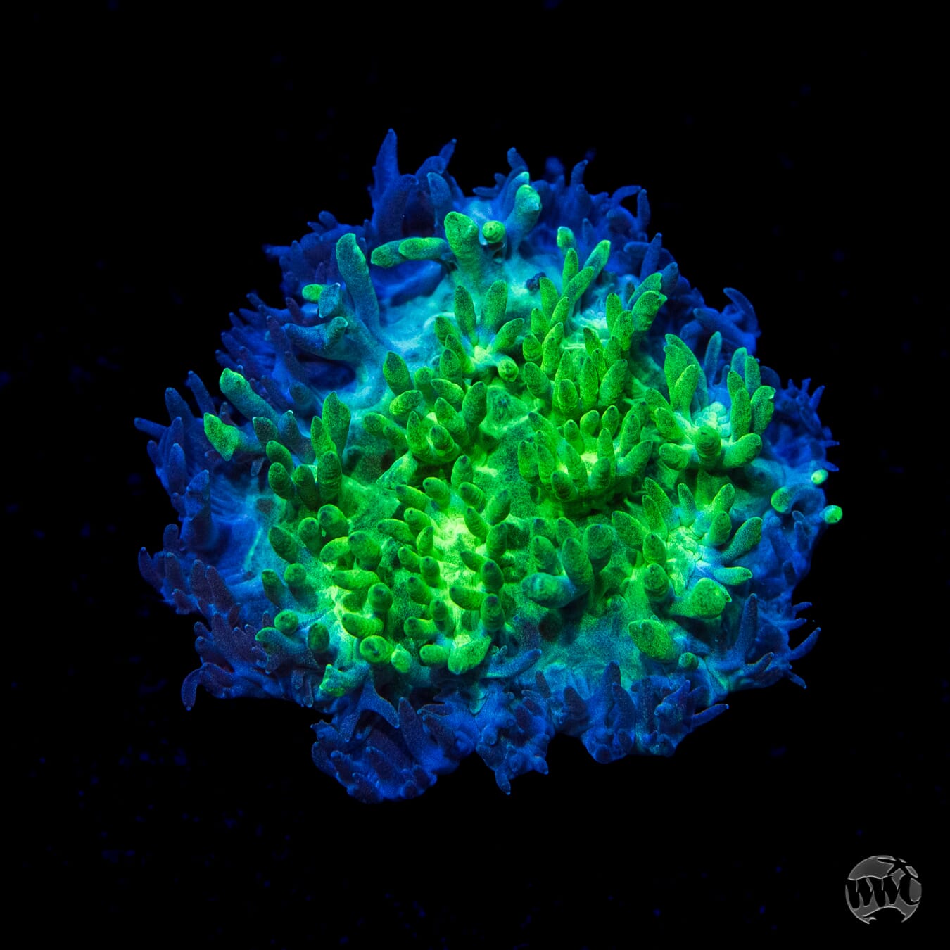 Blueberry Encrusting Hydnophora Coral