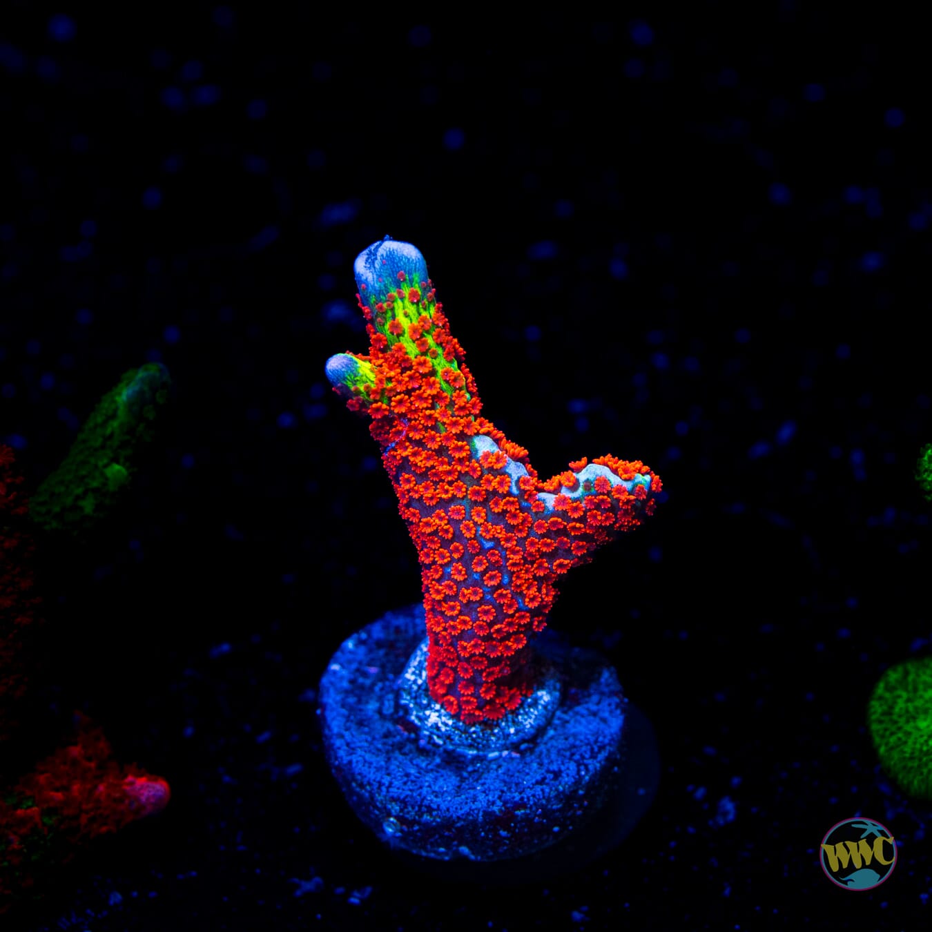 Bubblegum Digitata Montipora