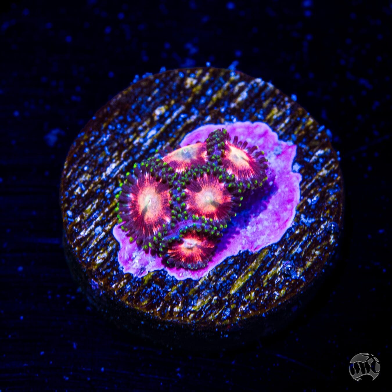WWC Candy Stripe Zoanthids