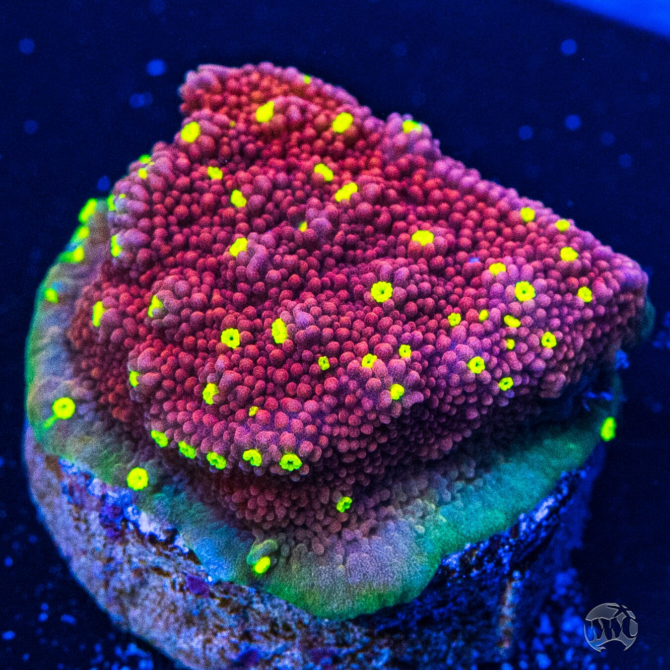 CC Habanero Montipora Coral