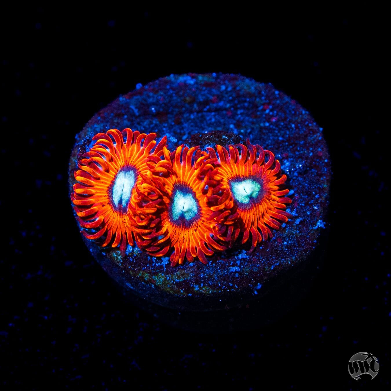 Charmander Zoanthids