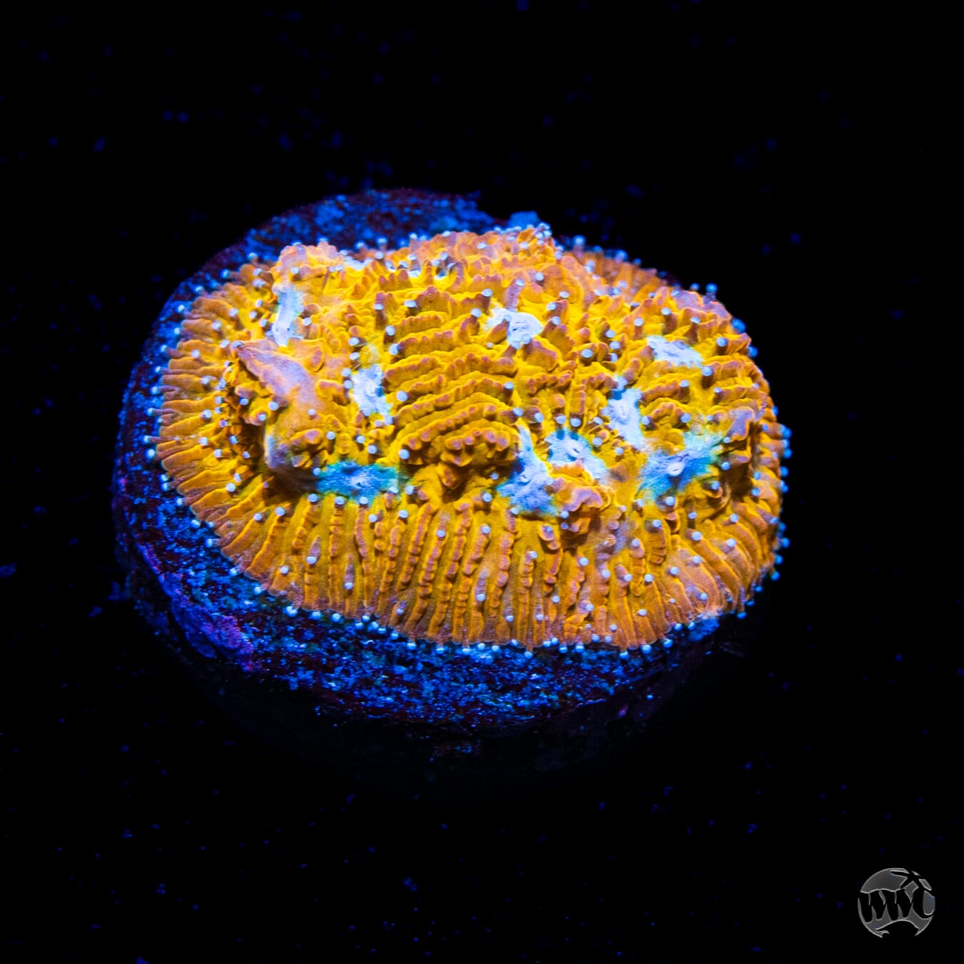 WWC Cheetah Lithophyllon