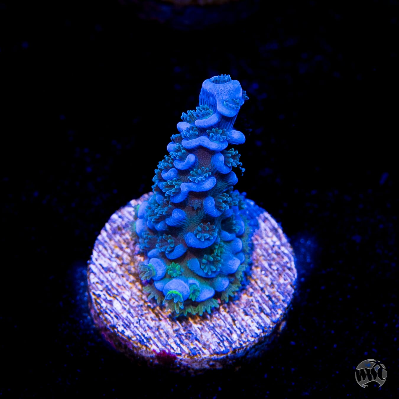 WWC Cobalt Tenuis Acropora