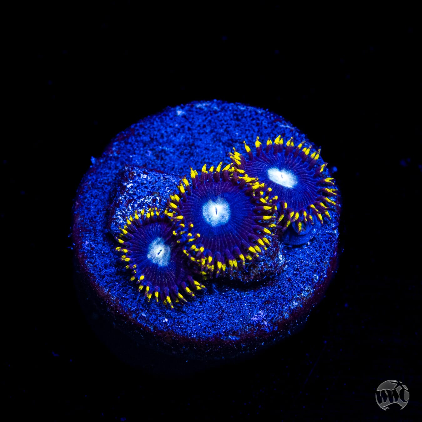 WWC Crown Royal Zoanthids